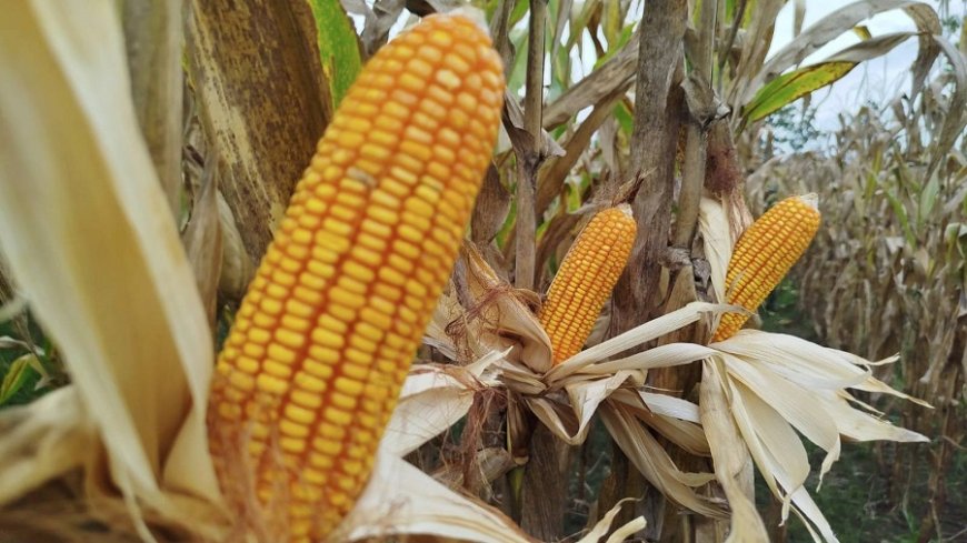 Sulap Lahan Tidur, Koramil 1701-23/Skanto Sukses Panen Jagung Perkasa