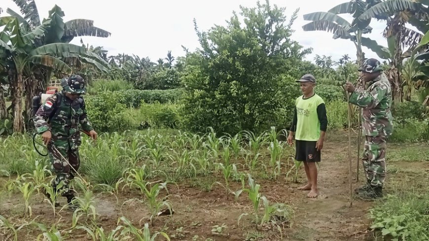 Babinsa Kodim Jayapura Bantu Petani Cegah Hama Jagung di Arso Barat