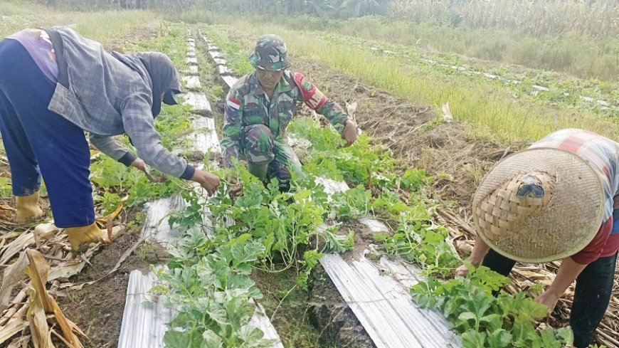 Babinsa Bantu Penataan Batang Semangka Pastikan Tanaman Tumbuh Optimal