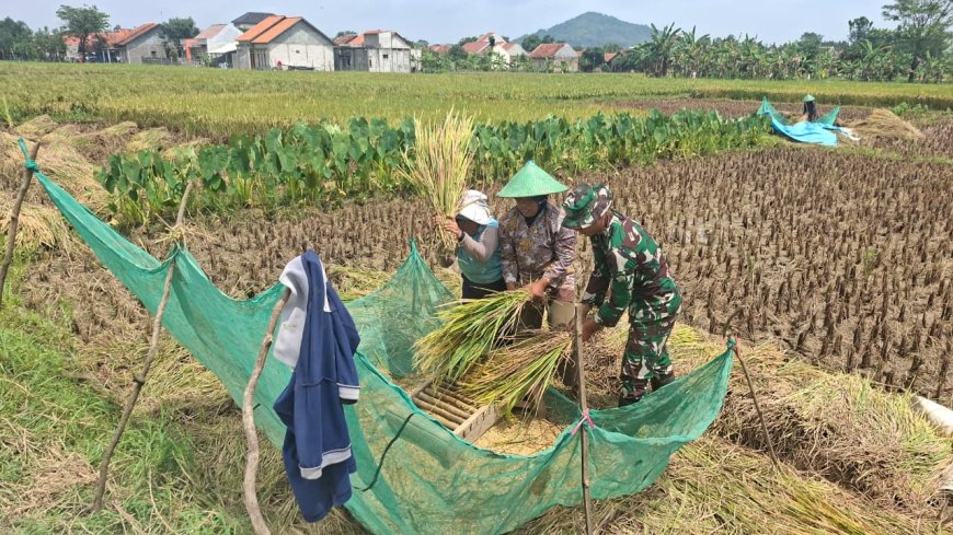 Alhamdulillah, Jalan Baru TMMD Brebes Sangat Membantu Petani Angkut Hasil Panen