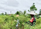 Cegah Gagal Panen, Babinsa Skanto Bantu Petani Cabai