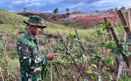Dukung Ketahanan Pangan Nasional, Prajurit 810 Panen Kacang Panjang