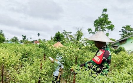 Cegah Gagal Panen, Babinsa Skanto Bantu Petani Cabai