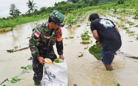 Hujan Rendam Lahan Pertanian, Babinsa Bantu Petani Selamatkan Hasil Panen