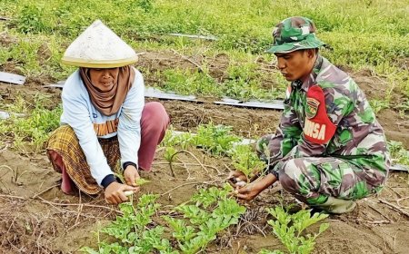 Agar Buahnya Manis, Babinsa Bantu Polinasi Semangka Milik Ibu Jumiati