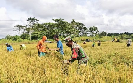 Babinsa di Perbatasan Papua Panen Padi Inpari 32 Bareng Petani