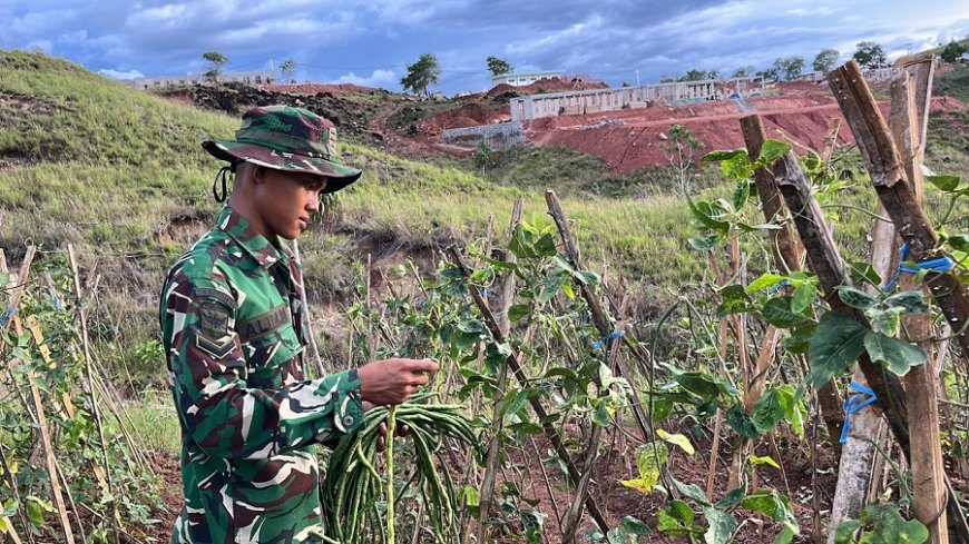 Dukung Ketahanan Pangan Nasional, Prajurit 810 Panen Kacang Panjang