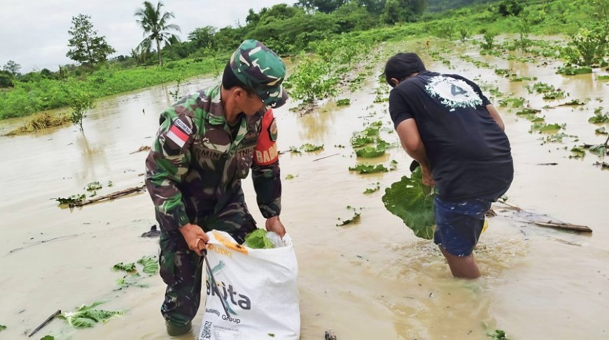 Hujan Rendam Lahan Pertanian, Babinsa Bantu Petani Selamatkan Hasil Panen
