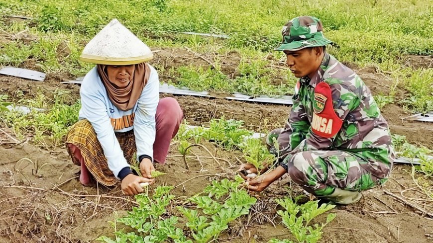 Agar Buahnya Manis, Babinsa Bantu Polinasi Semangka Milik Ibu Jumiati