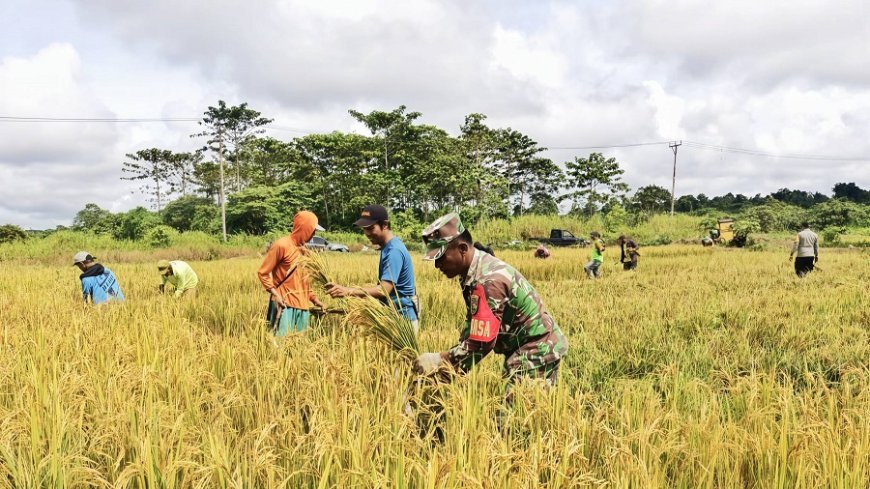 Babinsa di Perbatasan Papua Panen Padi Inpari 32 Bareng Petani