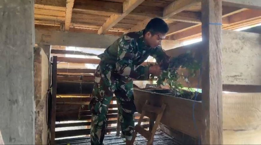Budidaya Kelinci di Kampung Tomka, TNI Wujudkan Ketahanan Pangan