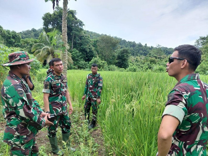 Wadanyonif TP 810 Tinjau Sektor Padi dan Palawija di Sosiri