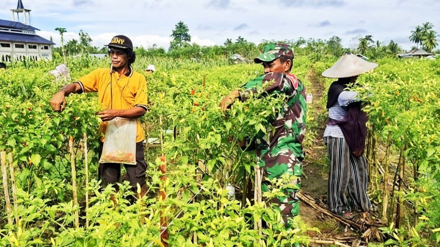 Perkuat Ketahanan Pangan Perbatasan: Serka Taufik Dampingi Petani Panen Cabai