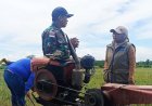 Babinsa Nggutibob Bersama Pimpinan Cabang Bulog Merauke Turun ke Sawah Tinjau Pertanian