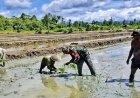 Targetkan Tiga Kali Panen Setahun, Babinsa Skanto Dampingi Petani Tanam Padi