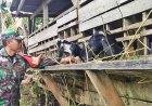 Potensi Ternak Kambing di Keerom, Babinsa Skanto: Prospek Ekonomi Menjanjikan