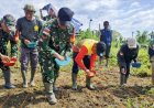 Sinergi Kemandirian Pangan: Babinsa Skanto Dampingi Wabup Keerom Tanam Padi
