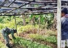 Serda Kapisa Diskusi dengan Petani Bahas Pestisida hingga Strategi Panen Cabai Rawit