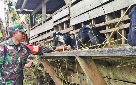 Potensi Ternak Kambing di Keerom, Babinsa Skanto: Prospek Ekonomi Menjanjikan