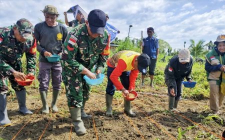 Sinergi Kemandirian Pangan: Babinsa Skanto Dampingi Wabup Keerom Tanam Padi