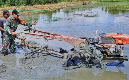 Bantu Bajak Lahan untuk Tanam Padi Inpari, Serda Yosep Turun ke Sawah
