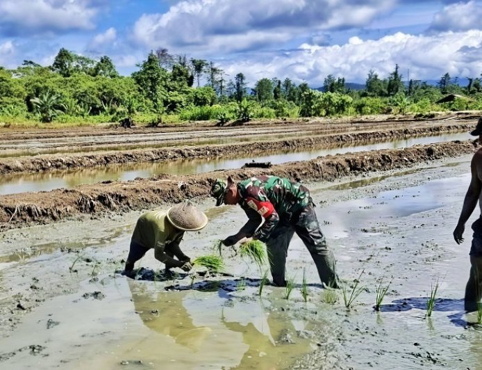 Targetkan Tiga Kali Panen Setahun, Babinsa Skanto Dampingi Petani Tanam Padi