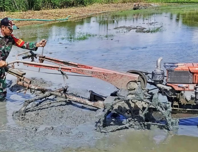 Bantu Bajak Lahan untuk Tanam Padi Inpari, Serda Yosep Turun ke Sawah