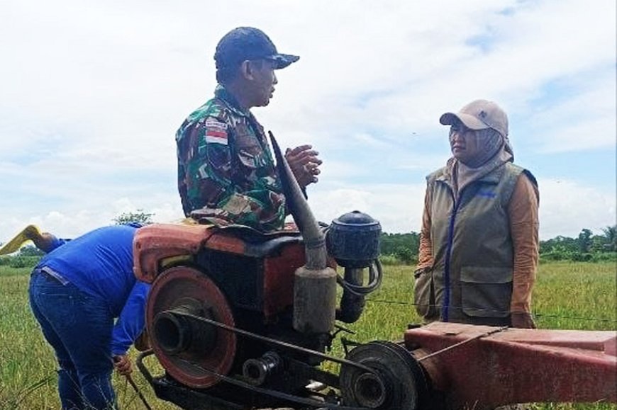 Babinsa Nggutibob Bersama Pimpinan Cabang Bulog Merauke Turun ke Sawah Tinjau Pertanian