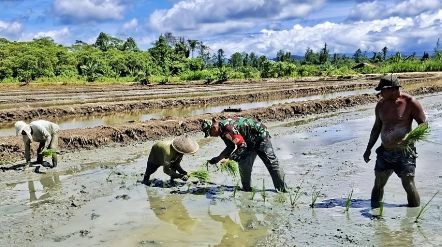 Targetkan Tiga Kali Panen Setahun, Babinsa Skanto Dampingi Petani Tanam Padi