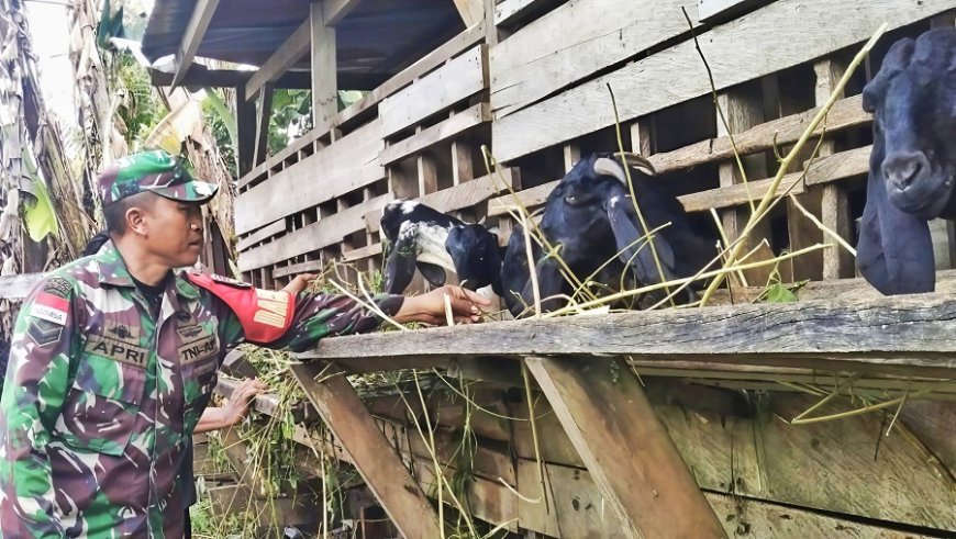 Potensi Ternak Kambing di Keerom, Babinsa Skanto: Prospek Ekonomi Menjanjikan