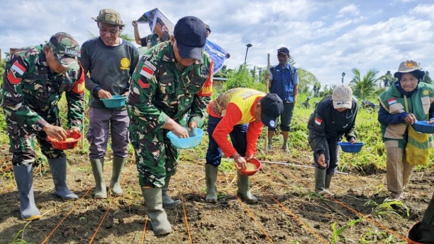 Sinergi Kemandirian Pangan: Babinsa Skanto Dampingi Wabup Keerom Tanam Padi