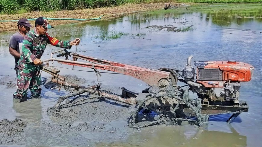 Bantu Bajak Lahan untuk Tanam Padi Inpari, Serda Yosep Turun ke Sawah