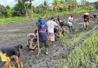 Yonif TP 860/NSK Hidupkan Lahan Terbengkalai di Waropen, Penanaman Padi Perdana Disambut Antusias Warga