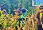 Kolaborasi Fondasi Ketahanan Pangan Daerah melalui Panen Jagung Serentak di Kemtuk Gresi