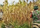 Panen Jagung Perkasa di Kampung Warbo, Babinsa Beri Edukasi Cegah Hama dan Penyakit Tanaman