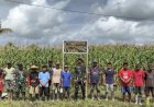 Panen Jagung Bersama TNI dan Warga Waropen, Bukti Nyata Ketahanan Pangan Tumbuh dari Kampung