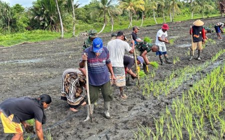 Yonif TP 860/NSK Hidupkan Lahan Terbengkalai di Waropen, Penanaman Padi Perdana Disambut Antusias Warga