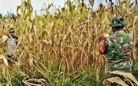 Panen Jagung Perkasa di Kampung Warbo, Babinsa Beri Edukasi Cegah Hama dan Penyakit Tanaman