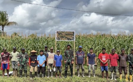 Panen Jagung Bersama TNI dan Warga Waropen, Bukti Nyata Ketahanan Pangan Tumbuh dari Kampung