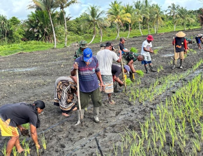 Yonif TP 860/NSK Hidupkan Lahan Terbengkalai di Waropen, Penanaman Padi Perdana Disambut Antusias Warga
