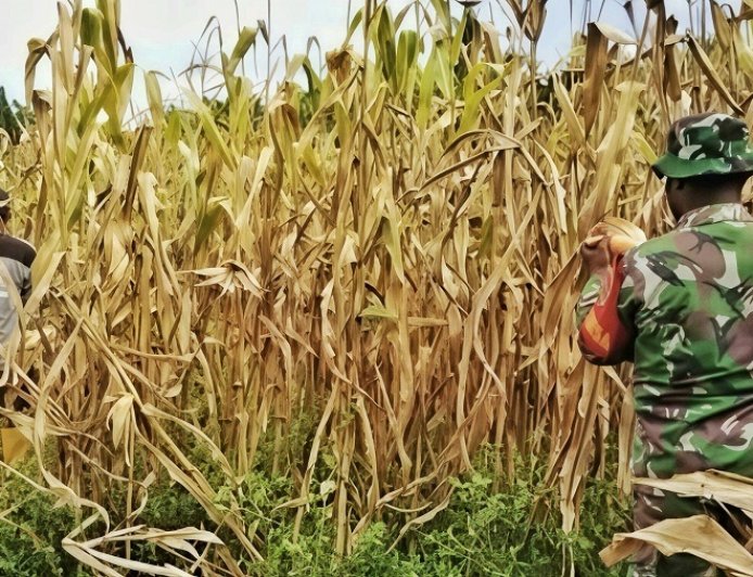 Panen Jagung Perkasa di Kampung Warbo, Babinsa Beri Edukasi Cegah Hama dan Penyakit Tanaman