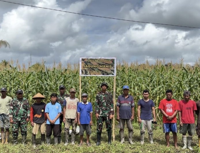 Panen Jagung Bersama TNI dan Warga Waropen, Bukti Nyata Ketahanan Pangan Tumbuh dari Kampung
