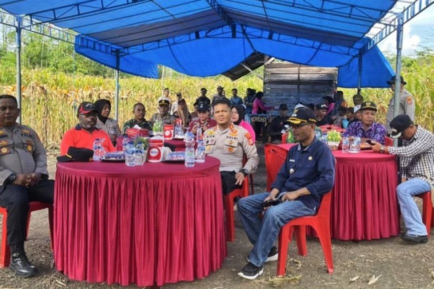 Serentak di Papua, Panen Raya Jagung Langkah Strategis Menuju Swasembada Pangan