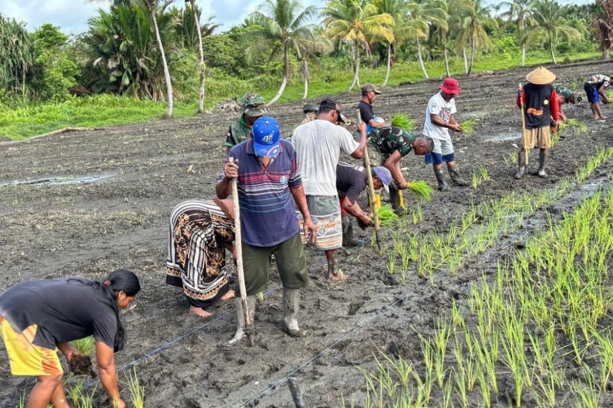 Yonif TP 860/NSK Hidupkan Lahan Terbengkalai di Waropen, Penanaman Padi Perdana Disambut Antusias Warga