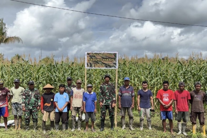 Panen Jagung Bersama TNI dan Warga Waropen, Bukti Nyata Ketahanan Pangan Tumbuh dari Kampung
