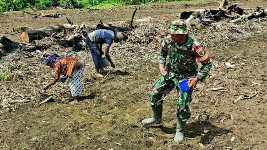 Program Swasembada Pangan Lahan CSR 3 Hektare, Petani Tanam Padi Gogo Varietas Sintanur