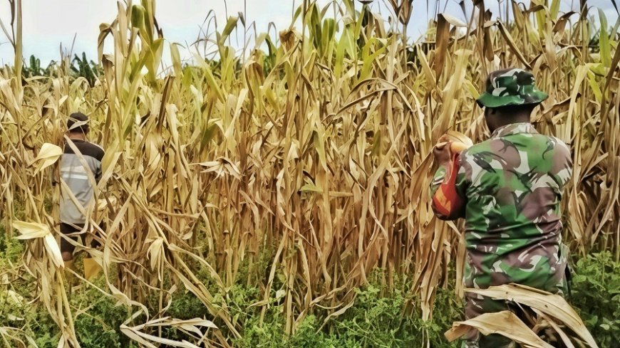 Panen Jagung Perkasa di Kampung Warbo, Babinsa Beri Edukasi Cegah Hama dan Penyakit Tanaman