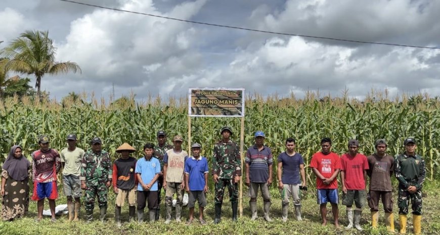 Panen Jagung Bersama TNI dan Warga Waropen, Bukti Nyata Ketahanan Pangan Tumbuh dari Kampung