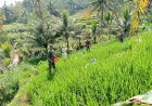 Bantu Petani Pemupukan Padi Merupakan Salah Satu Bentuk Perhatian Danramil Dan Babinsa