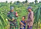 Babinsa Skanto dan Petani Buah Naga Bersinergi Maksimalkan Hasil Panen